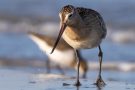 Junge Pfuhlschnepfe (Limosa lapponica) am Bottsand