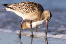 Junge Pfuhlschnepfe (Limosa lapponica) am Bottsand