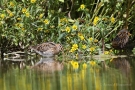 Bekassine (Gallinago gallinago)