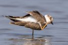 Junger Flussregenpfeifer (Charadrius dubius)