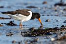 Austernfischer (Haematopus ostralegus)  mit Miesmuschel