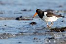 Austernfischer (Haematopus ostralegus)  mit Miesmuschel