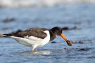 Austernfischer (Haematopus ostralegus)  mit Miesmuschel