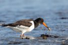 Austernfischer (Haematopus ostralegus)  mit Miesmuschel