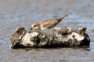 Junger Flussregenpfeifer (Charadrius dubius)