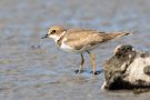 Junger Flussregenpfeifer (Charadrius dubius)