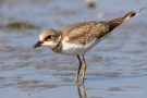 Junger Flussregenpfeifer (Charadrius dubius)