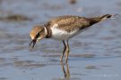 Junger Flussregenpfeifer (Charadrius dubius)