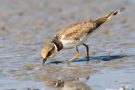 Junger Flussregenpfeifer (Charadrius dubius)