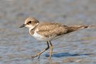 Junger Flussregenpfeifer (Charadrius dubius)