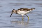 Bruchwasserläufer (Tringa glareola) am rechten Rheindamm