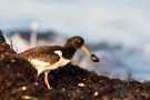 Austernfischer (Haematopus ostralegus)  mit Miesmuschel