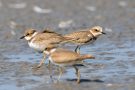 Junger Flussregenpfeifer (Charadrius dubius)