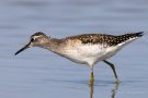 Bruchwasserläufer (Tringa glareola) am rechten Rheindamm