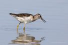 Bruchwasserläufer (Tringa glareola) am rechten Rheindamm
