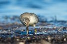 Knutt (Calidris canutus) an der T-Bune Nähe Stakendorfer Strand