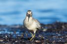 Knutt (Calidris canutus) an der T-Bune Nähe Stakendorfer Strand