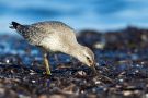 Knutt (Calidris canutus) an der T-Bune Nähe Stakendorfer Strand