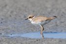 Junger Flussregenpfeifer (Charadrius dubius)