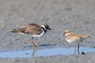 Flussregenpfeifer (Charadrius dubius)