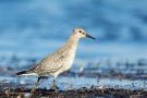 Knutt (Calidris canutus) an der T-Bune Nähe Stakendorfer Strand