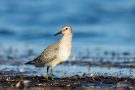 Knutt (Calidris canutus) an der T-Bune Nähe Stakendorfer Strand