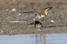 Streitende Flussuferläufer (Actitis hypoleucos) am rechten Rheindamm