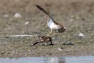 Streitende Flussuferläufer (Actitis hypoleucos) am rechten Rheindamm