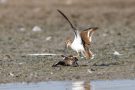 Streitende Flussuferläufer (Actitis hypoleucos) am rechten Rheindamm