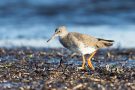 Rotschenkel (Tringa totanus) an der T-Bune Nähe Stakendorfer Strand