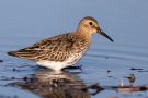 Alpenstrandläufer (Calidris alpina) Nähe Stakendorfer Strand