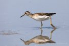 Bruchwasserläufer (Tringa glareola) am rechten Rheindamm