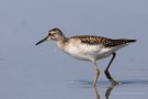 Bruchwasserläufer (Tringa glareola) am rechten Rheindamm
