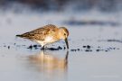 Alpenstrandläufer (Calidris alpina) Nähe Stakendorfer Strand