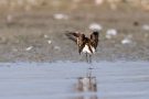 Zwergstrandläufer (Calidris minuta) am rechten Rheindamm