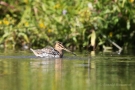 Badende Bekassine (Gallinago gallinago)