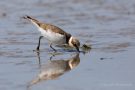 Junger Flussregenpfeifer (Charadrius dubius)