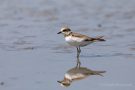 Junger Flussregenpfeifer (Charadrius dubius)