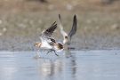 Badende Flussregenpfeifer (Charadrius dubius)