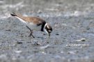 Sandregenpfeifer (Charadrius hiaticula)