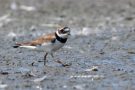 Sandregenpfeifer (Charadrius hiaticula)