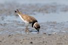 Sandregenpfeifer (Charadrius hiaticula)