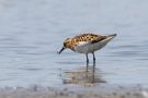 Zwergstrandläufer (Calidris minuta) am rechten Rheindamm