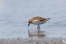 Zwergstrandläufer (Calidris minuta) am rechten Rheindamm