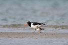 Sandregenpfeifer (Charadrius hiaticula) mit Austernfischer (Haematopus ostralegus)