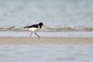 Austernfischer (Haematopus ostralegus) mit Beute