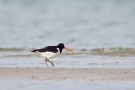 Austernfischer (Haematopus ostralegus) mit Beute