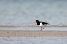 Austernfischer (Haematopus ostralegus) mit Beute