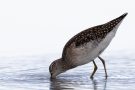 Bruchwasserläufer (Tringa glareola) am rechten Rheindamm