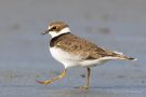 Flussregenpfeifer (Charadrius dubius)